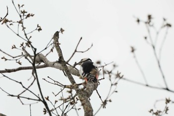 Great Spotted Woodpecker 永山公園(青梅市) Mon, 4/8/2024