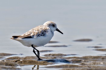 ミユビシギ ふなばし三番瀬海浜公園 2024年3月30日(土)