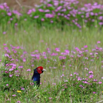 キジ 浮島ヶ原自然公園 2024年4月7日(日)