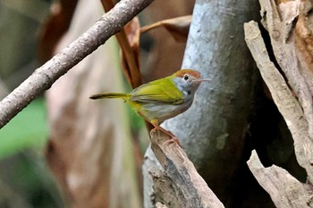 Common Tailorbird ベトナム Tue, 4/2/2024