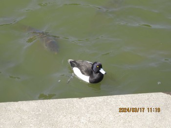 Tufted Duck Chiba Park Sun, 3/17/2024