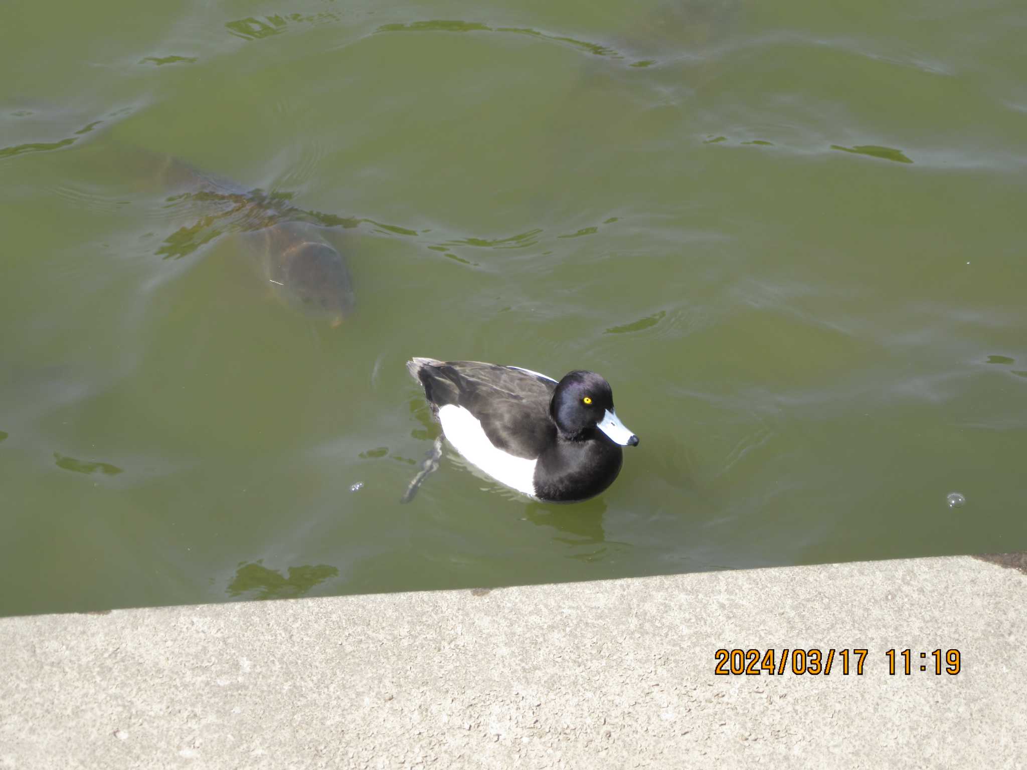 Tufted Duck