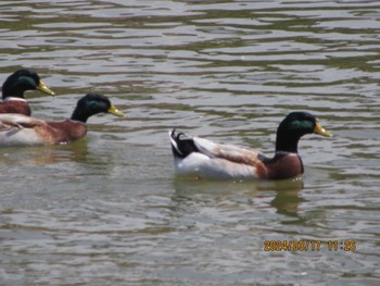 Domestic duck Chiba Park Sun, 3/17/2024