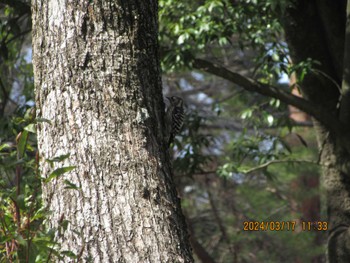 Japanese Pygmy Woodpecker Chiba Park Sun, 3/17/2024