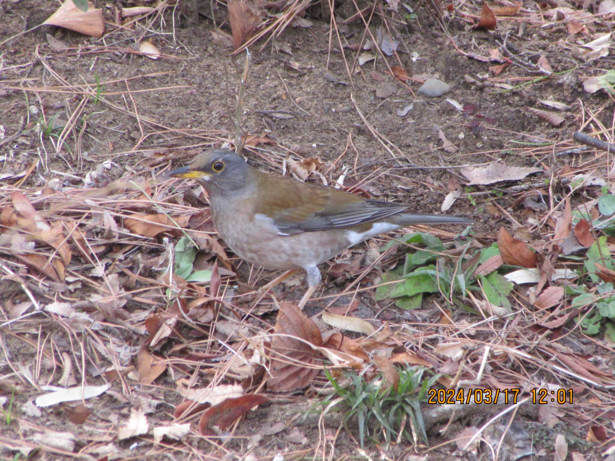 Pale Thrush