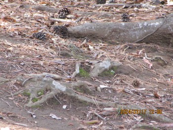 Masked Bunting Chiba Park Sun, 3/17/2024