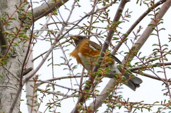 Brown-headed Thrush Rokuha Park Tue, 4/9/2024