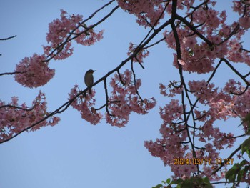 Warbling White-eye Unknown Spots Sun, 3/17/2024