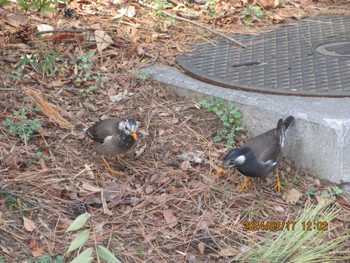 White-cheeked Starling Unknown Spots Sun, 3/17/2024