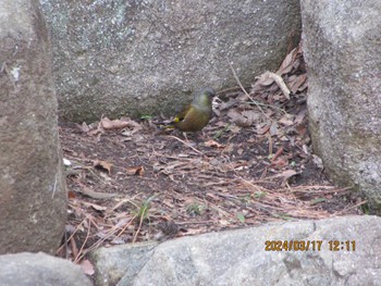 Grey-capped Greenfinch Unknown Spots Sun, 3/17/2024