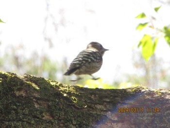 Japanese Pygmy Woodpecker Unknown Spots Sun, 3/17/2024