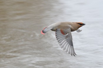 Japanese Waxwing 大室公園 Sat, 2/17/2024