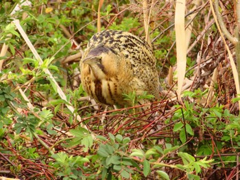 Eurasian Bittern Oizumi Ryokuchi Park Thu, 3/21/2024