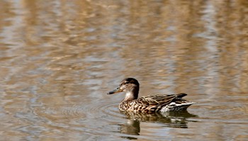 Eurasian Teal 磐田大池 Sun, 3/31/2024