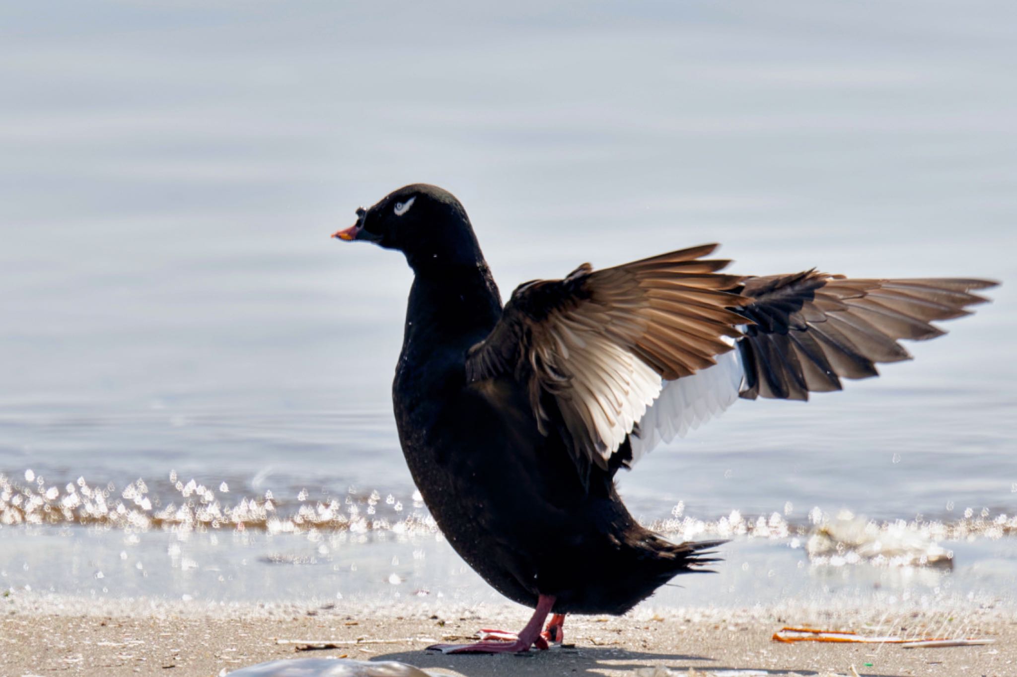 White-winged Scoter