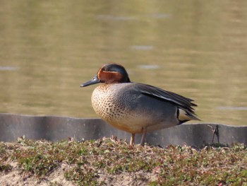 Eurasian Teal Izunuma Fri, 4/5/2024