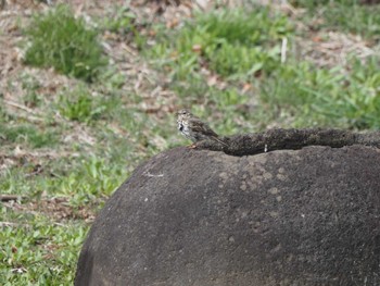 Olive-backed Pipit 栃木県さくら市勝山公園 Sun, 4/7/2024