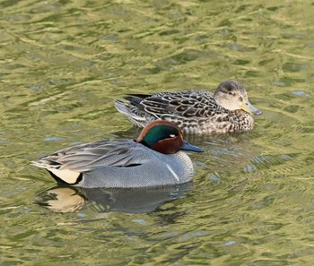 アメリカコガモ じゅん菜池緑地(蓴菜池緑地) 2024年4月7日(日)