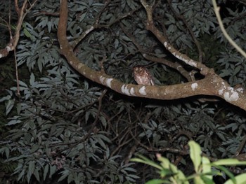 Ryukyu Scops Owl Unknown Spots Mon, 4/8/2024