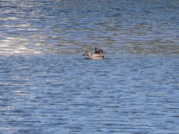 Gadwall 多摩川 Sat, 2/24/2024