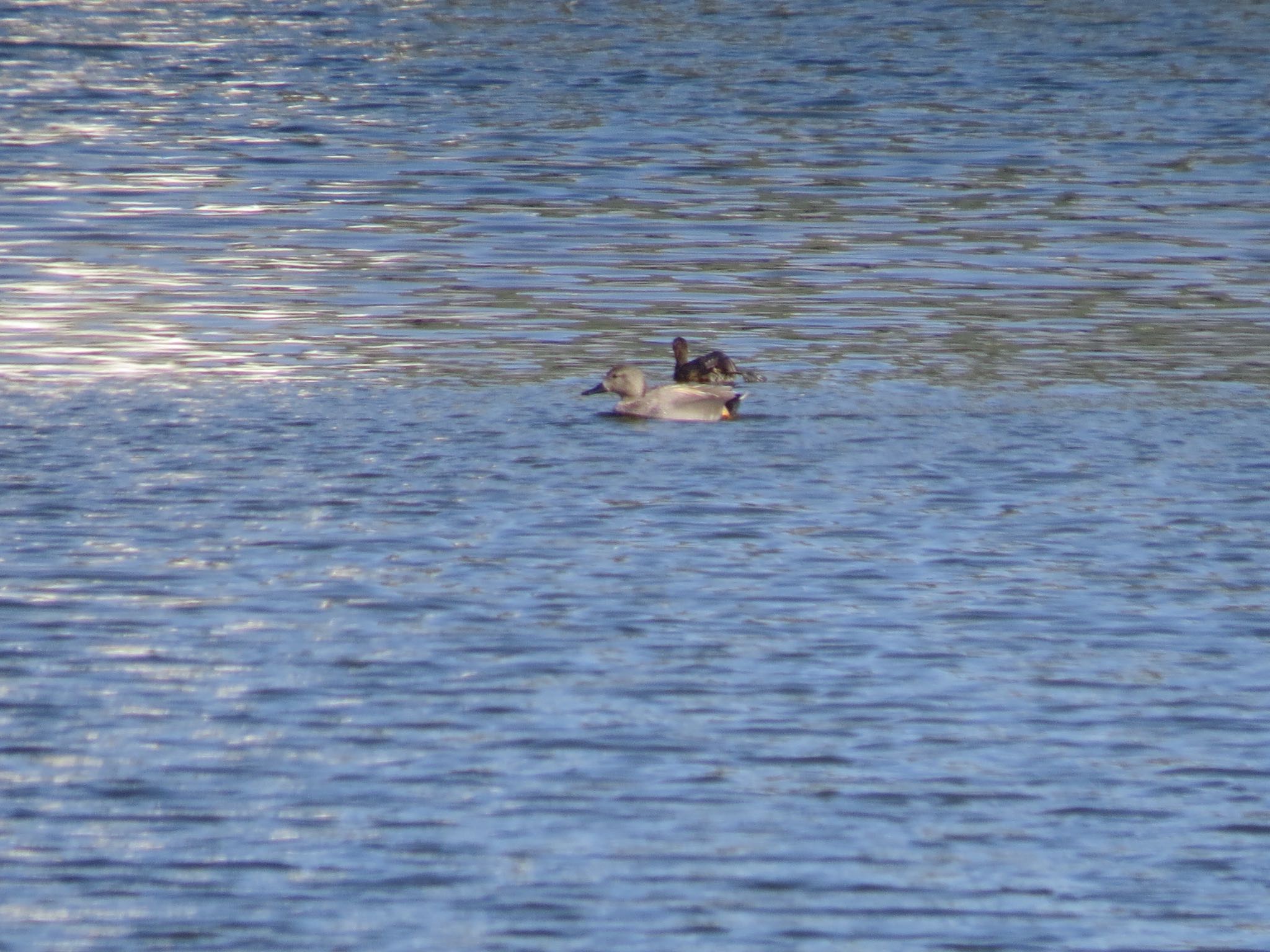 Photo of Gadwall at 多摩川 by Haruki🦜