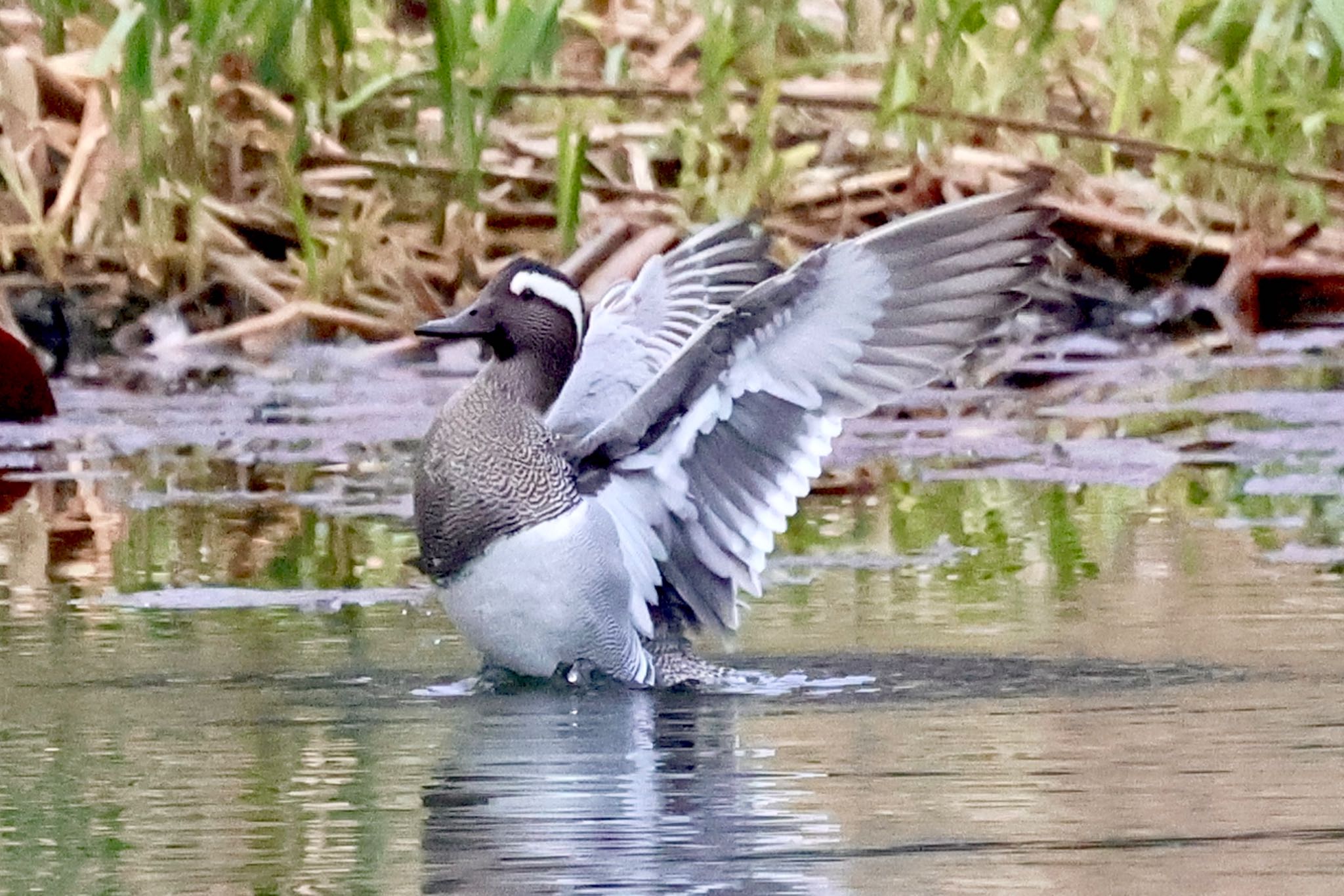 Photo of Garganey at 見沼自然公園 by カバ山PE太郎