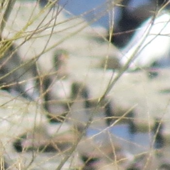 American Wigeon 多摩川 Sat, 2/24/2024