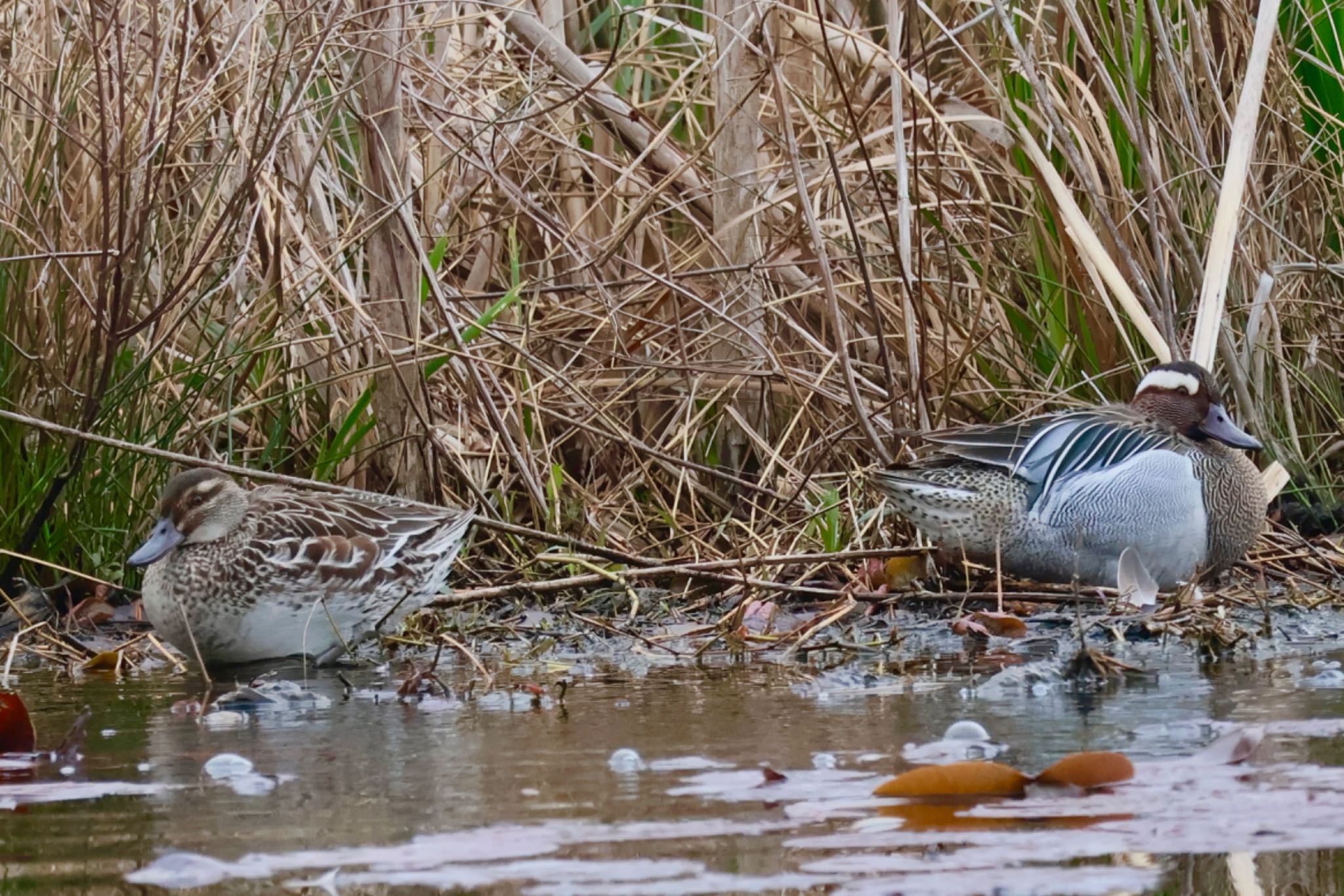 Photo of Garganey at 見沼自然公園 by カバ山PE太郎