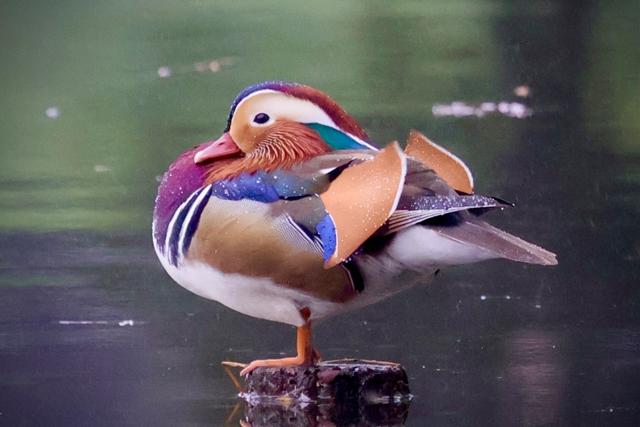 Photo of Mandarin Duck at 見沼自然公園 by カバ山PE太郎