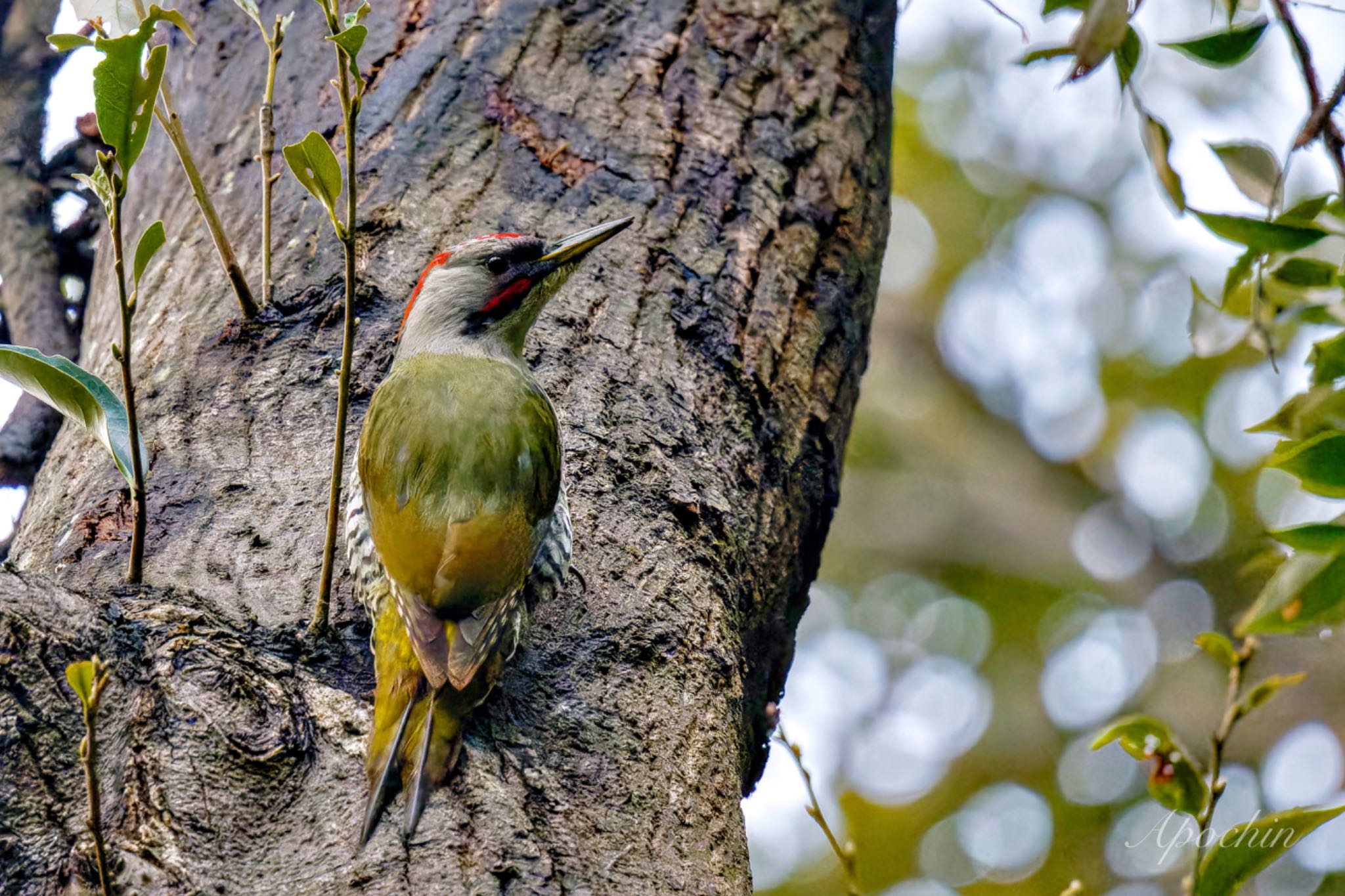 Photo of Japanese Green Woodpecker at 真鶴岬 by アポちん