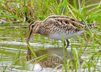 Common Snipe 愛知県愛西市 Fri, 4/5/2024