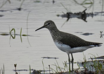 Green Sandpiper 愛知県愛西市 Fri, 4/5/2024