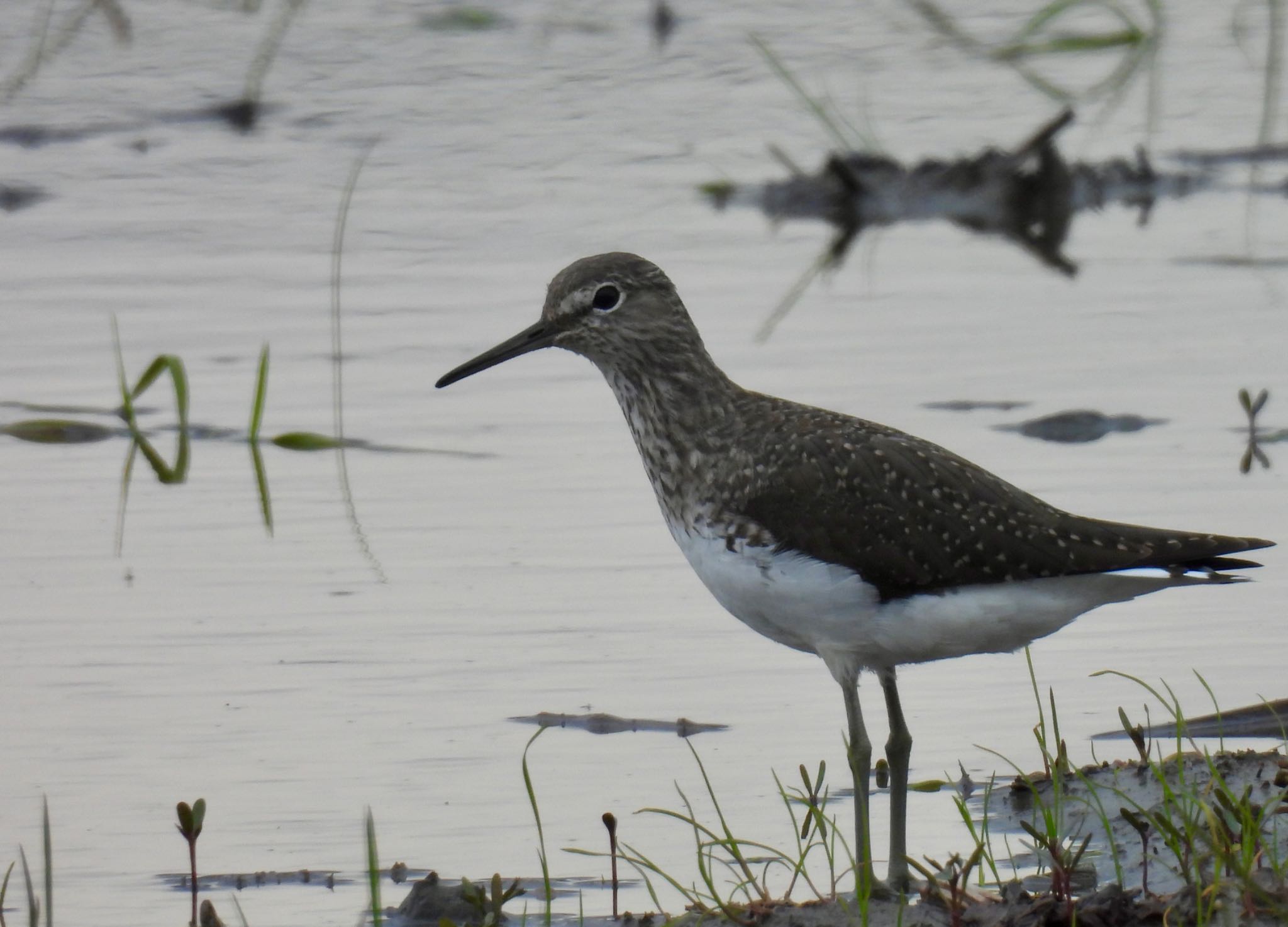 Green Sandpiper