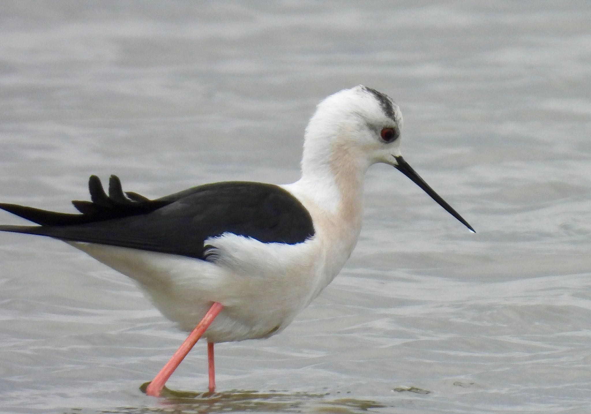 Black-winged Stilt