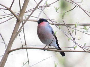 Eurasian Bullfinch 金沢林道 Sun, 4/7/2024