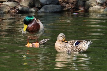 マガモ 明石公園 2024年3月3日(日)