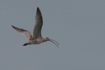 Far Eastern Curlew Kasai Rinkai Park Mon, 4/8/2024