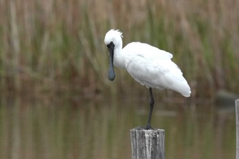 クロツラヘラサギ 葛西臨海公園 2024年4月8日(月)