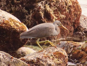 Pacific Reef Heron 真鶴岬 Tue, 4/2/2024