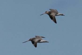 オオソリハシシギ ふなばし三番瀬海浜公園 2024年3月27日(水)