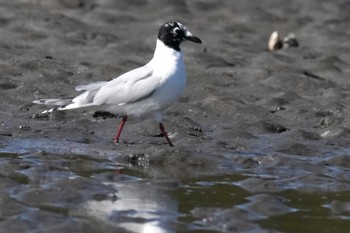 ズグロカモメ ふなばし三番瀬海浜公園 2024年3月9日(土)