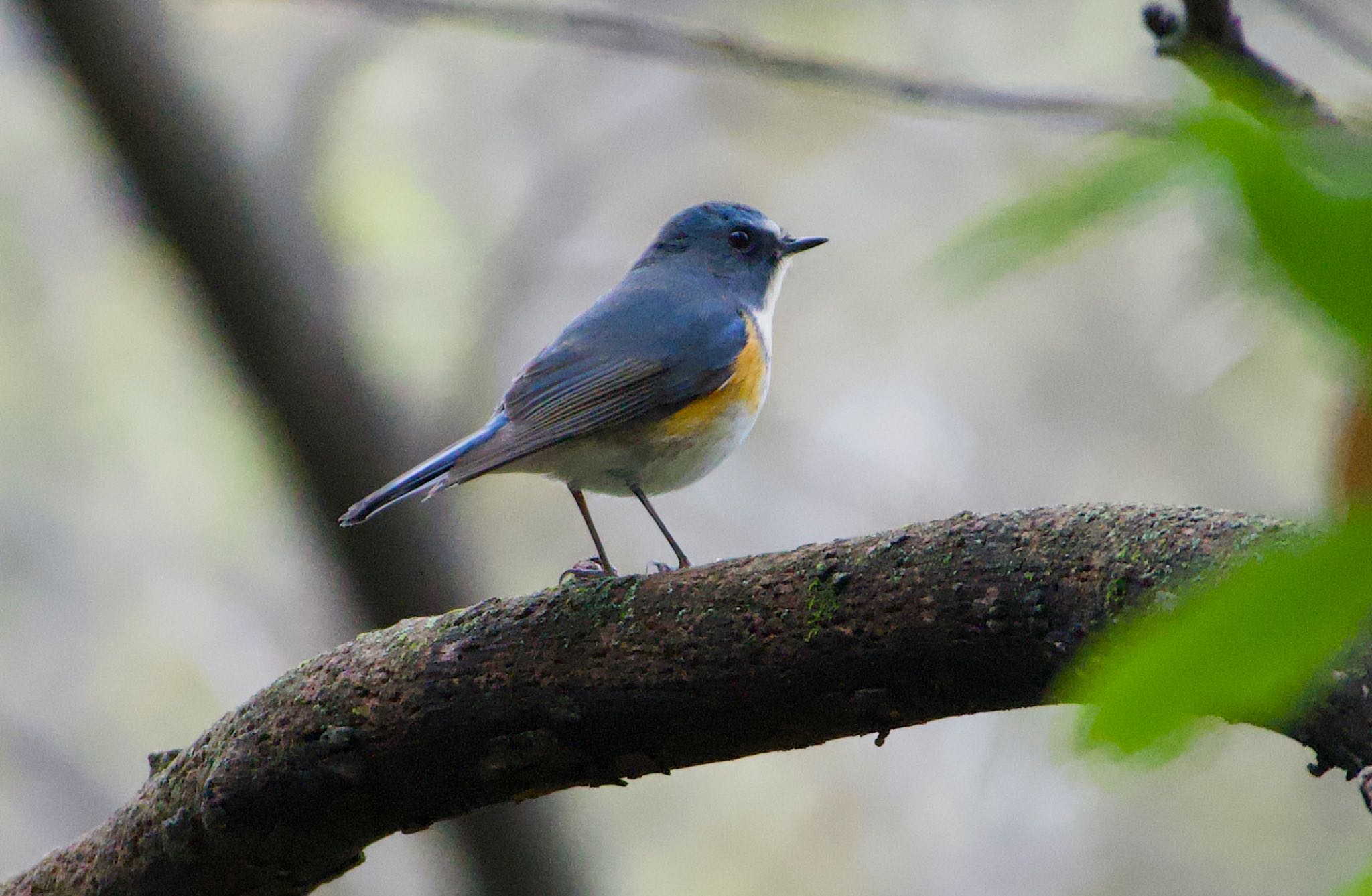 Red-flanked Bluetail