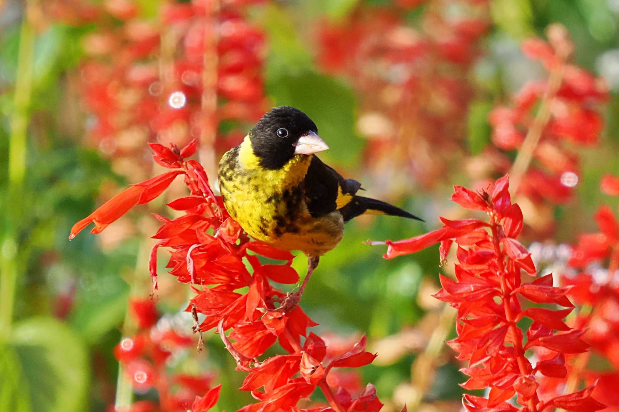 Photo of Vietnamese Greenfinch at ベトナム by 藤原奏冥