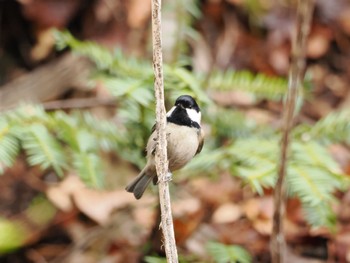 Coal Tit Hayatogawa Forest Road Sat, 4/6/2024