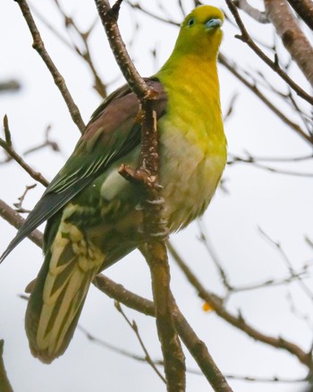 White-bellied Green Pigeon 水ヶ塚公園 Sun, 4/23/2023