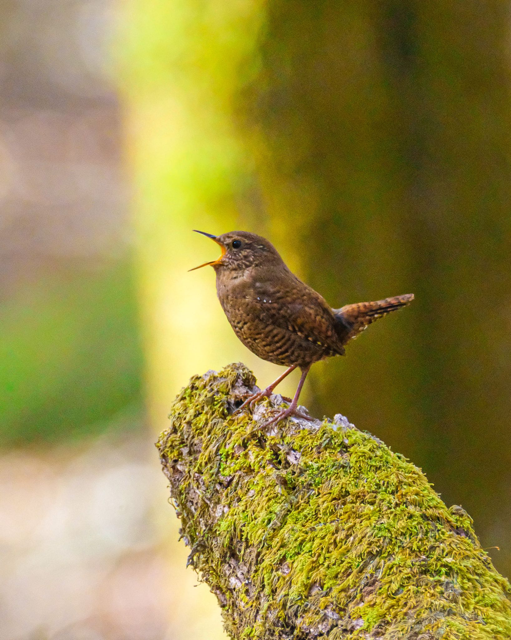 Photo of Eurasian Wren at 水ヶ塚公園 by 015