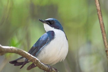 Siberian Blue Robin 水ヶ塚公園 Fri, 5/5/2023