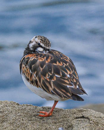 キョウジョシギ 東京港野鳥公園 2023年5月14日(日)