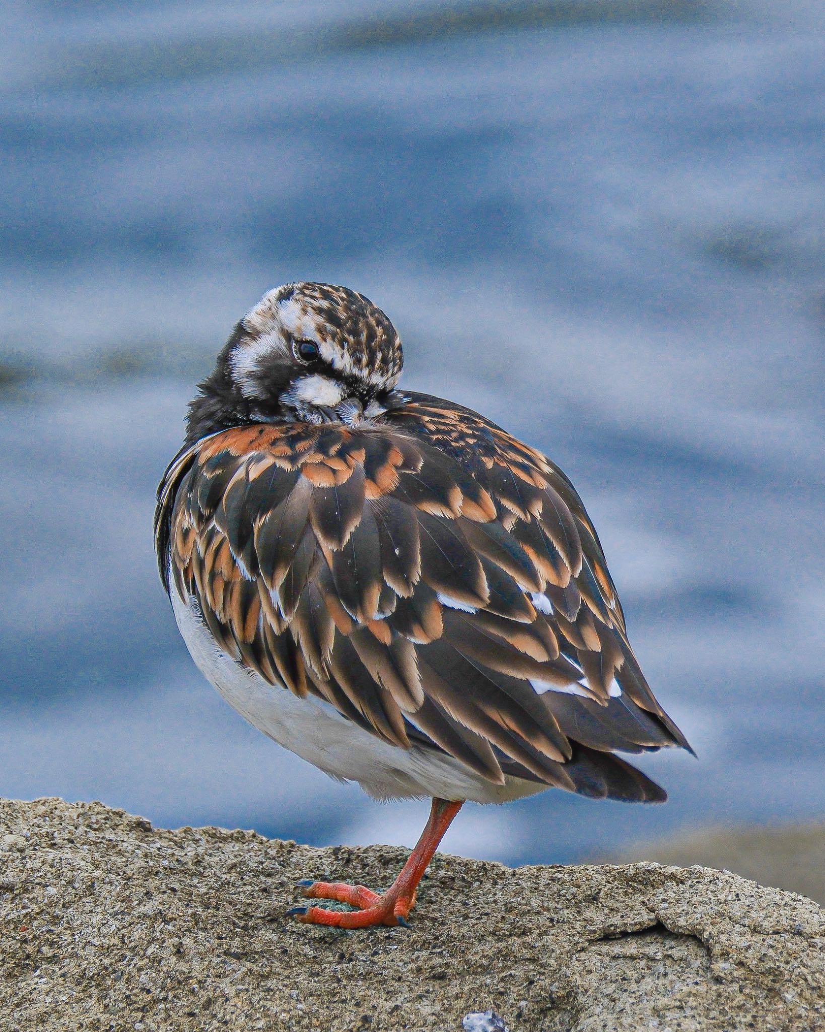 東京港野鳥公園 キョウジョシギの写真 by 015