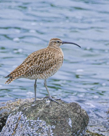 チュウシャクシギ 東京港野鳥公園 2023年5月14日(日)